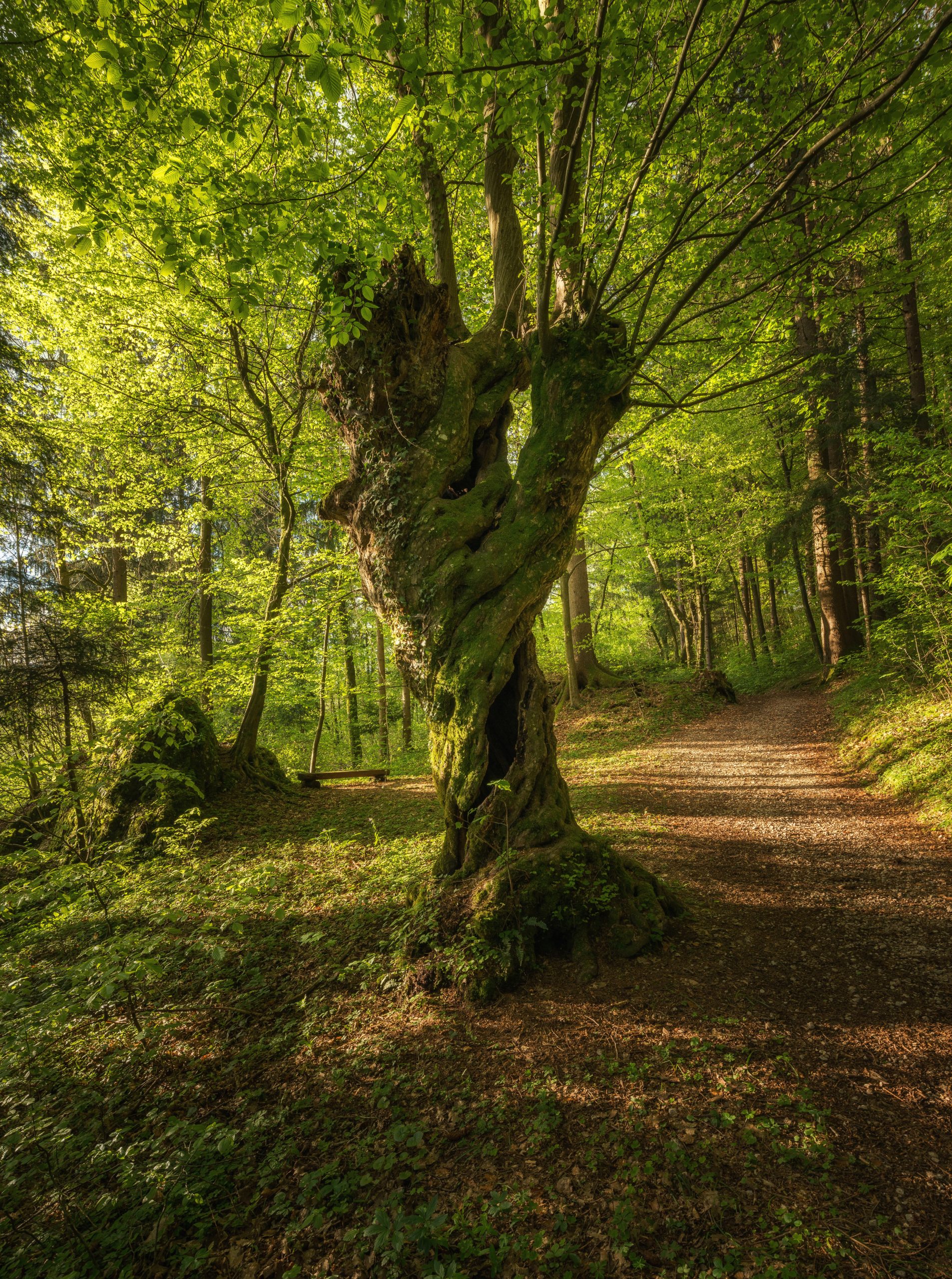 path-through-the-magical-spring-forest-2025-01-15-14-14-51-utc